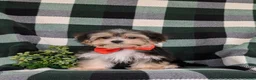 Morkie dogs for sale: Raleigh 6 lbs Full Grown - Ad 2