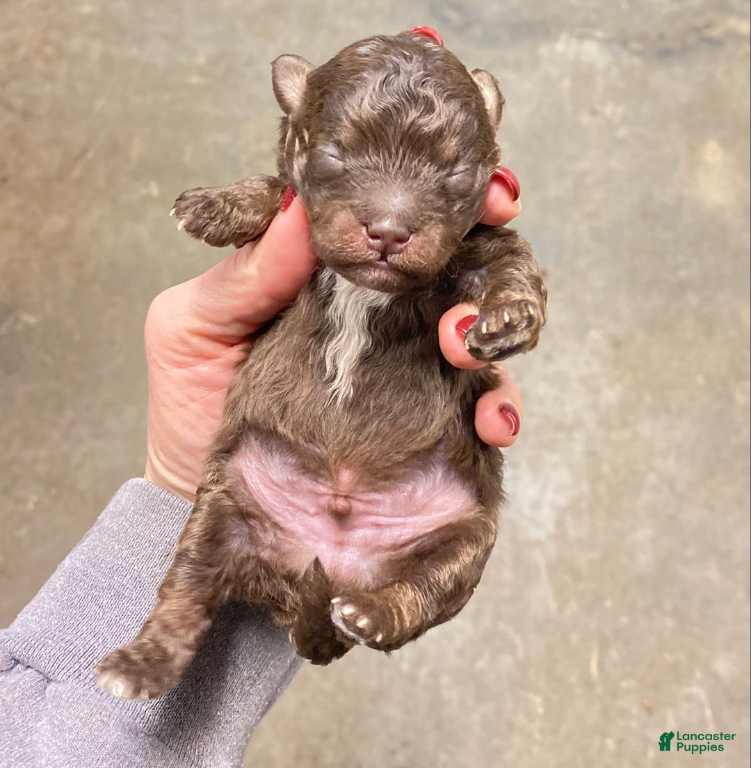 Mixed Breed dogs for sale: Mixed Breed Puppy 2 - Ad 1