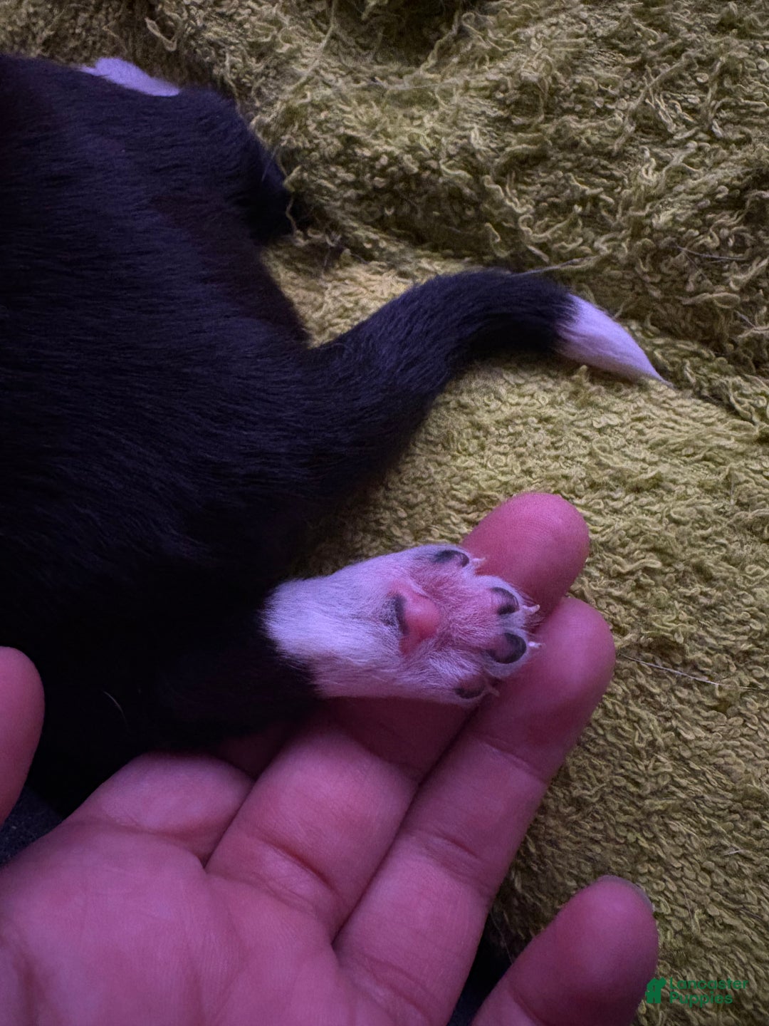 Mixed Breed dogs for sale: Boa - Black and white - Ad 2