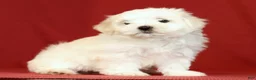 Maltese dogs for sale: Lucy - Ad 3
