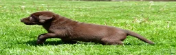 Labrador Retriever dogs for sale: Travis - Ad 5
