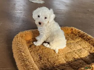 Cavapoo dogs Tee Cup - Ad 30