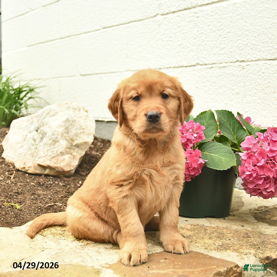 Golden Retriever dogs Coral  - Ad 1