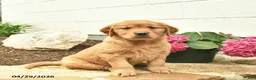 Golden Retriever dogs for sale: Coral  - Ad 1