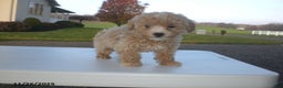 Yorkiepoo dogs for sale: Amber - Ad 10