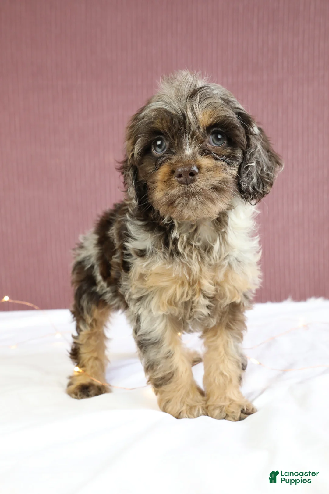 Cockapoo dogs for sale: Magnolia 🌸 - Ad 10