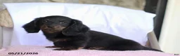 Miniature Dachshund dogs for sale: Cade - Ad 1