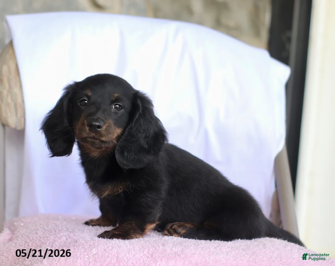 Miniature Dachshund dogs for sale: Cade - Ad 1