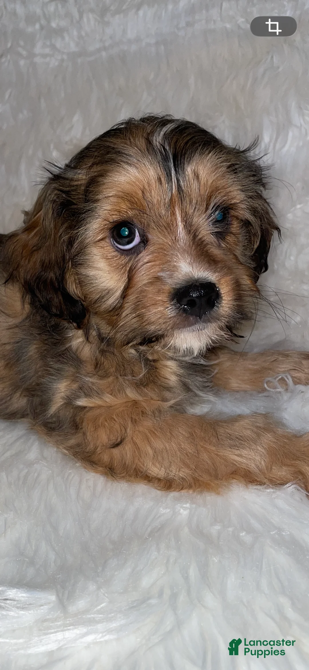 Cavapoo dogs for sale: Cavapoo Puppy 2 - Ad 7