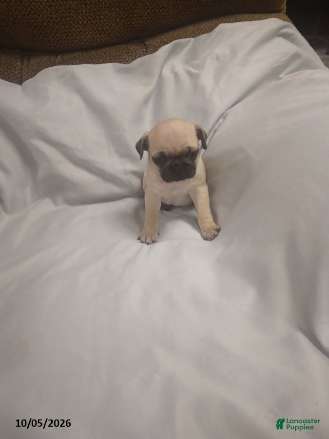Pug dogs Casper - Ad 2