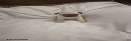 Pug dogs for sale: Casper - Ad 2