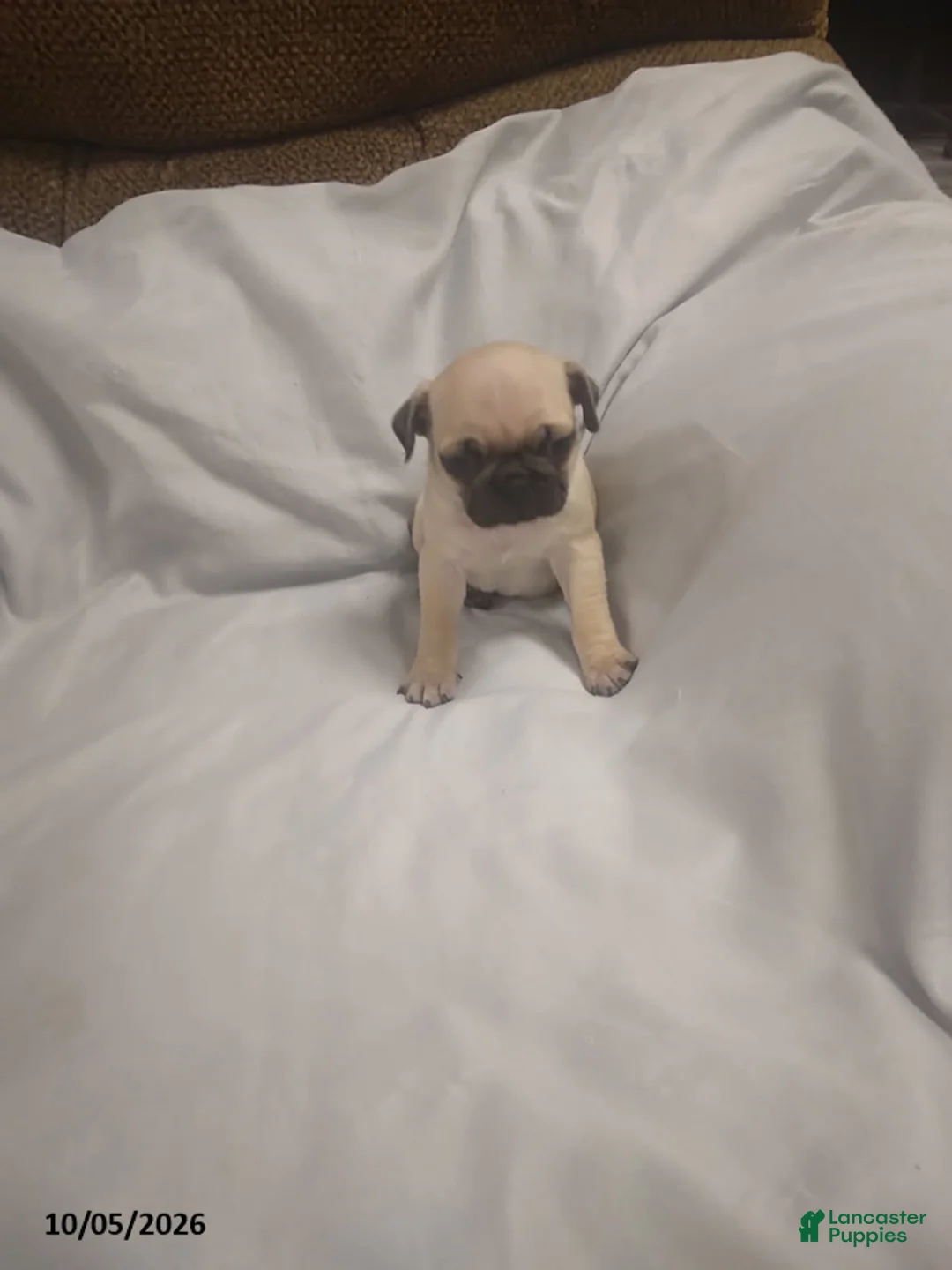 Pug dogs for sale: Casper - Ad 2