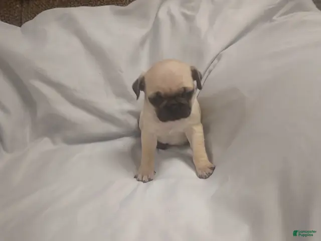 Pug dogs for sale: Casper - Ad 2
