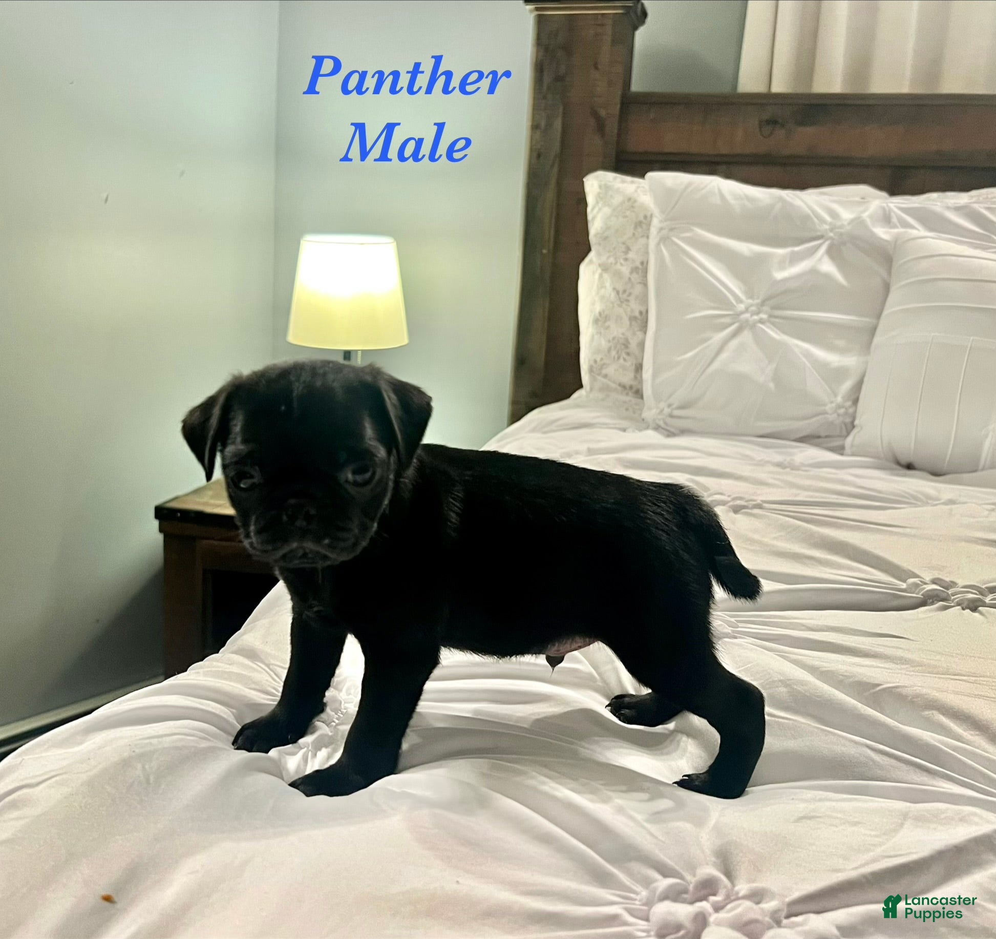 Pug dogs Panther - Ad 1
