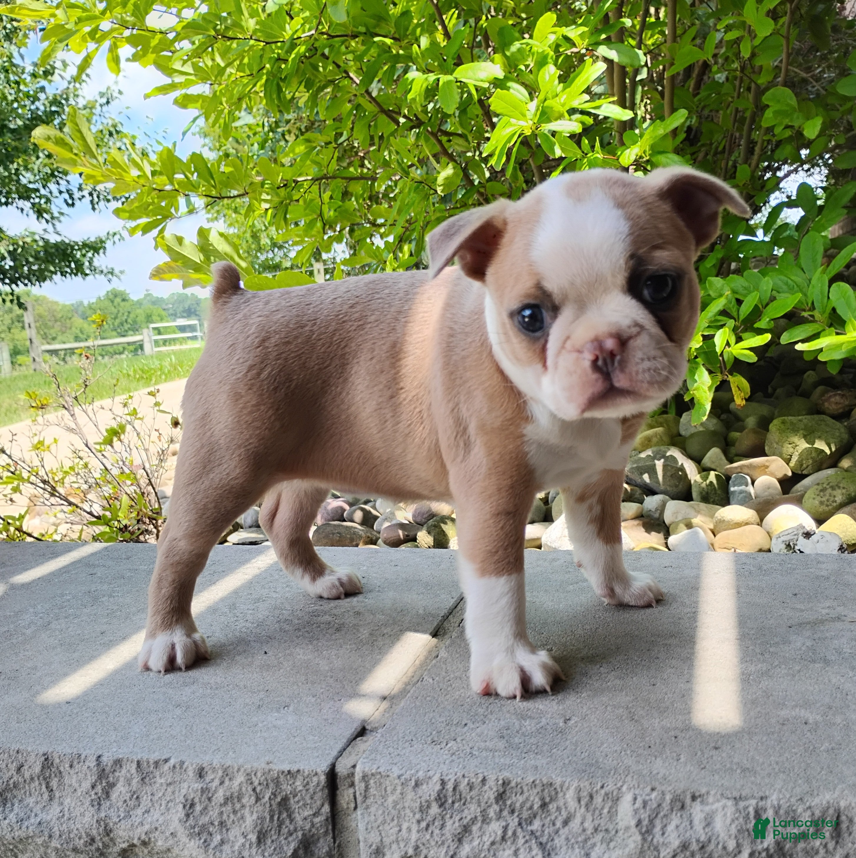Boston Terrier dogs Candy - Ad 2