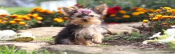 Yorkshire Terrier dogs for sale: Fiona - Ad 3