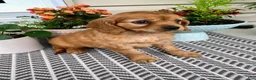 Miniature Golden Retriever dogs for sale: Muffin  - Ad 3