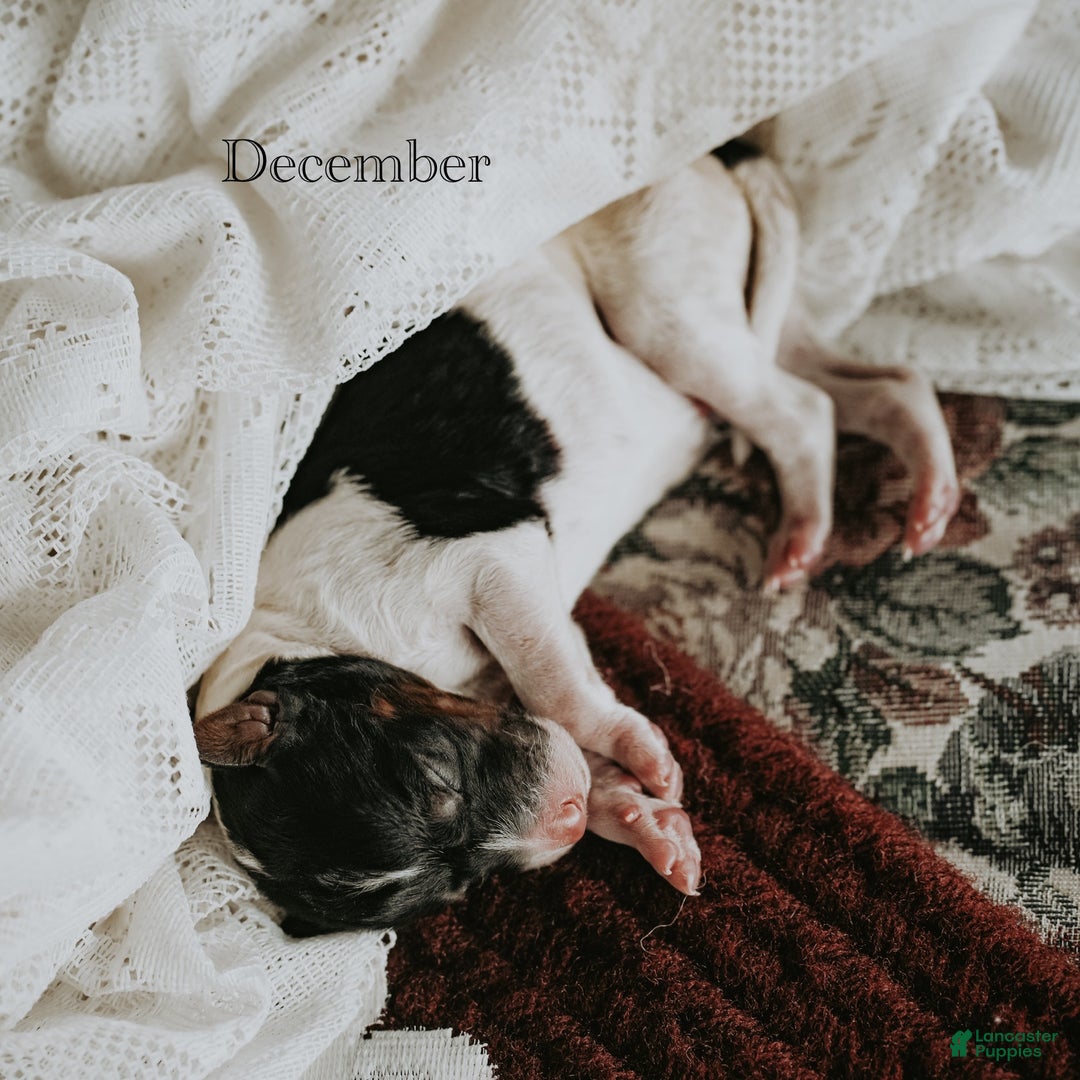 Standard Poodle dogs for sale: December - Ad 10