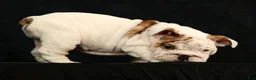 English Bulldog dogs for sale: Lulu - Ad 4