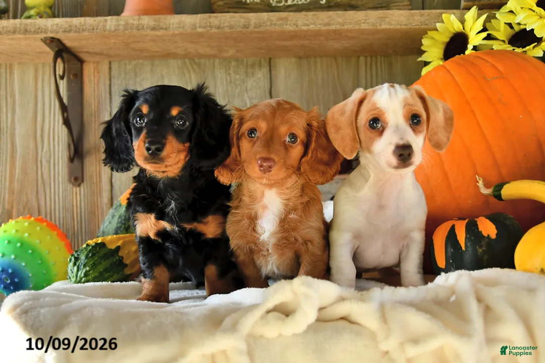 Dachshund dogs for sale: Titus - Ad 5
