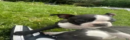Boston Terrier dogs for sale: Boston Terrier Puppy 1 - Ad 2