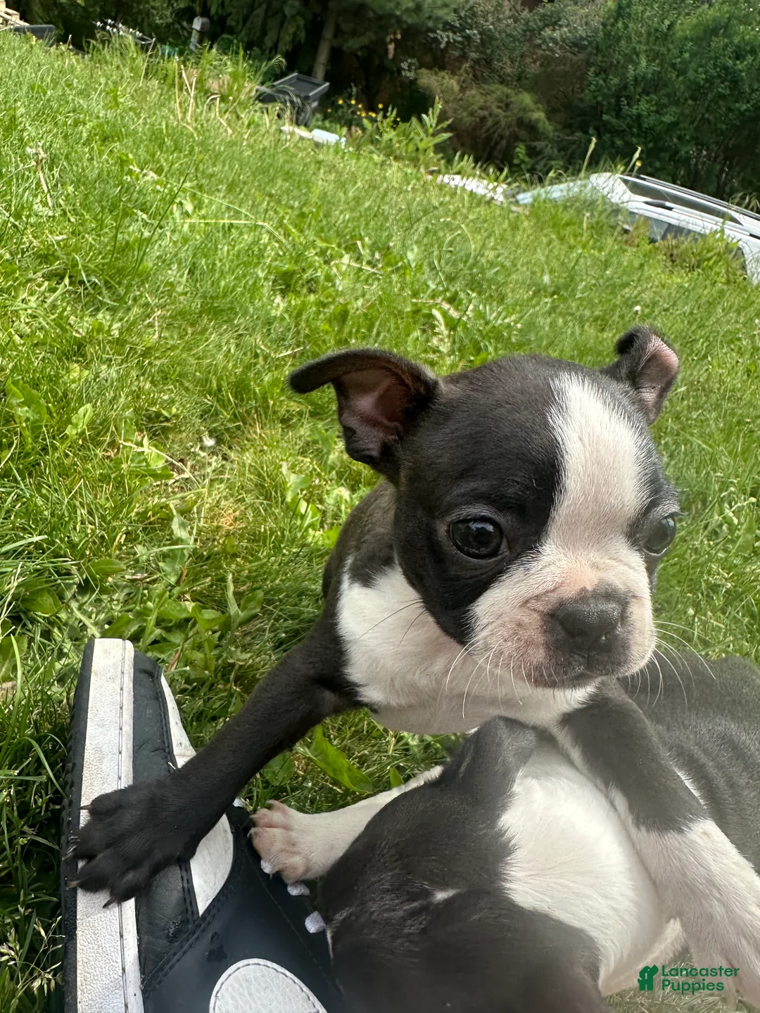 Boston Terrier dogs for sale: Boston Terrier Puppy 1 - Ad 2