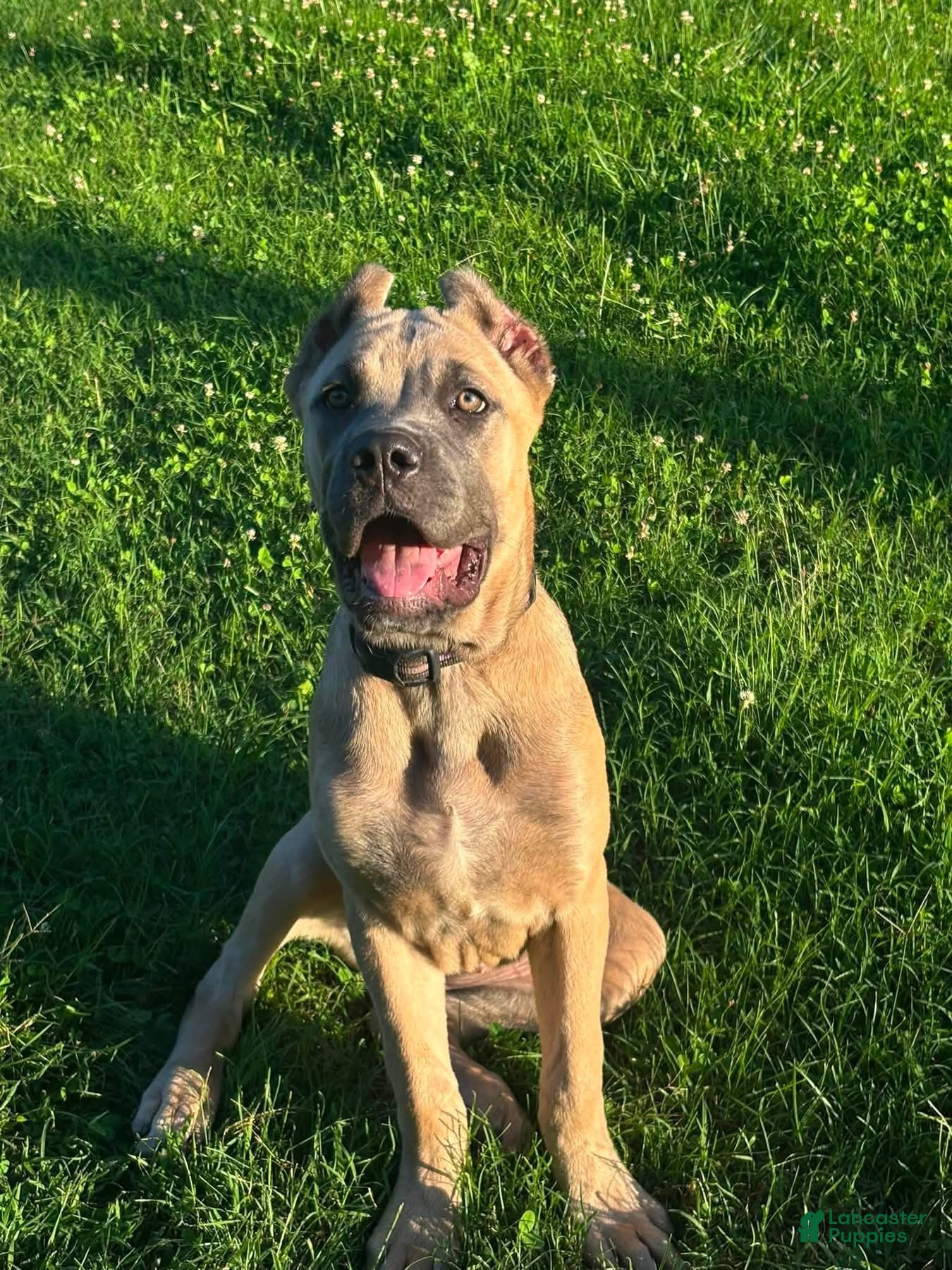 Cane Corso dogs ASH - Ad 26