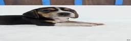 Beagle dogs for sale: Ruffles - Ad 3