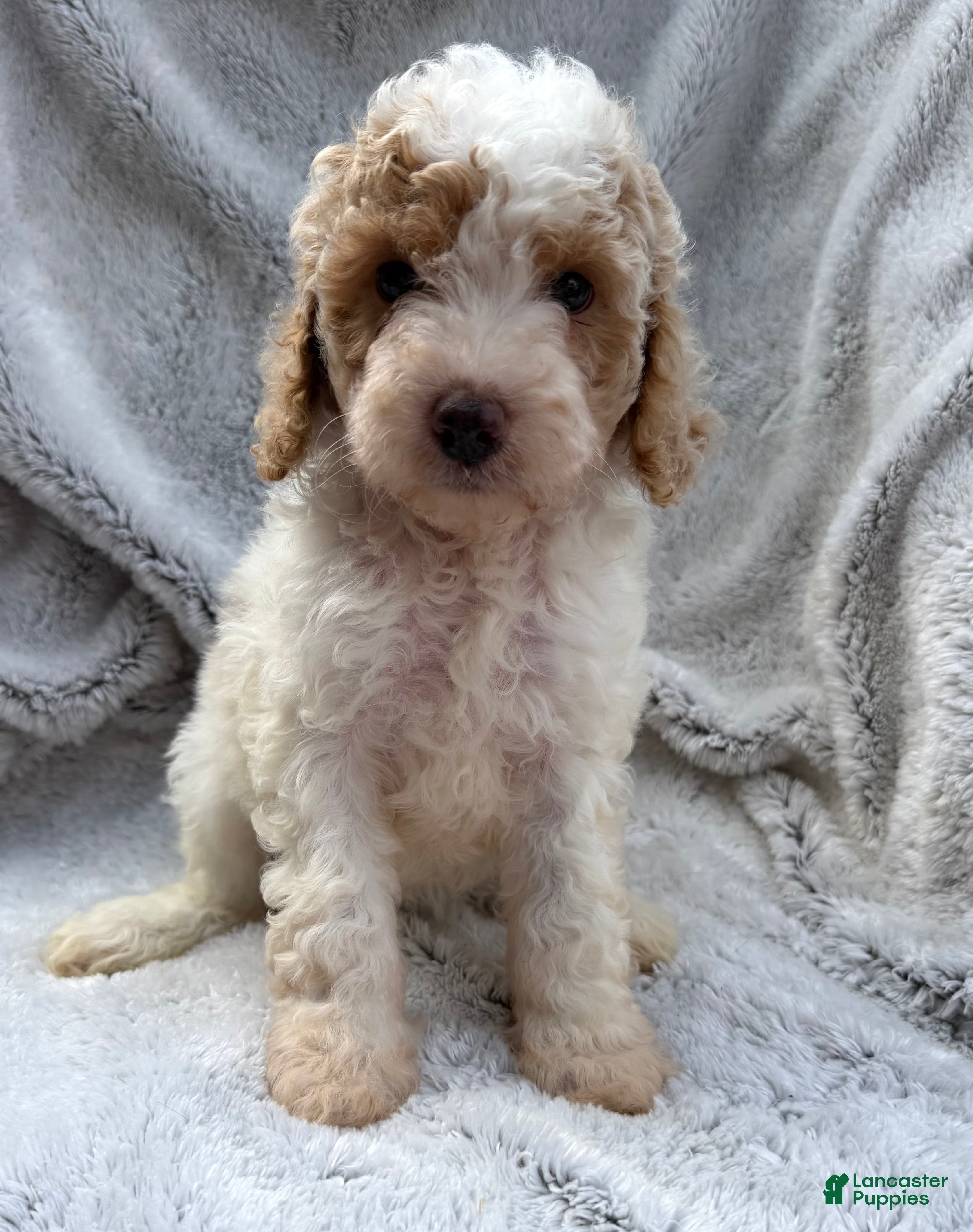 Cavapoo dogs for sale: Emmy - Ad 1