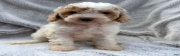 Cavapoo dogs for sale: Emmy - Ad 1