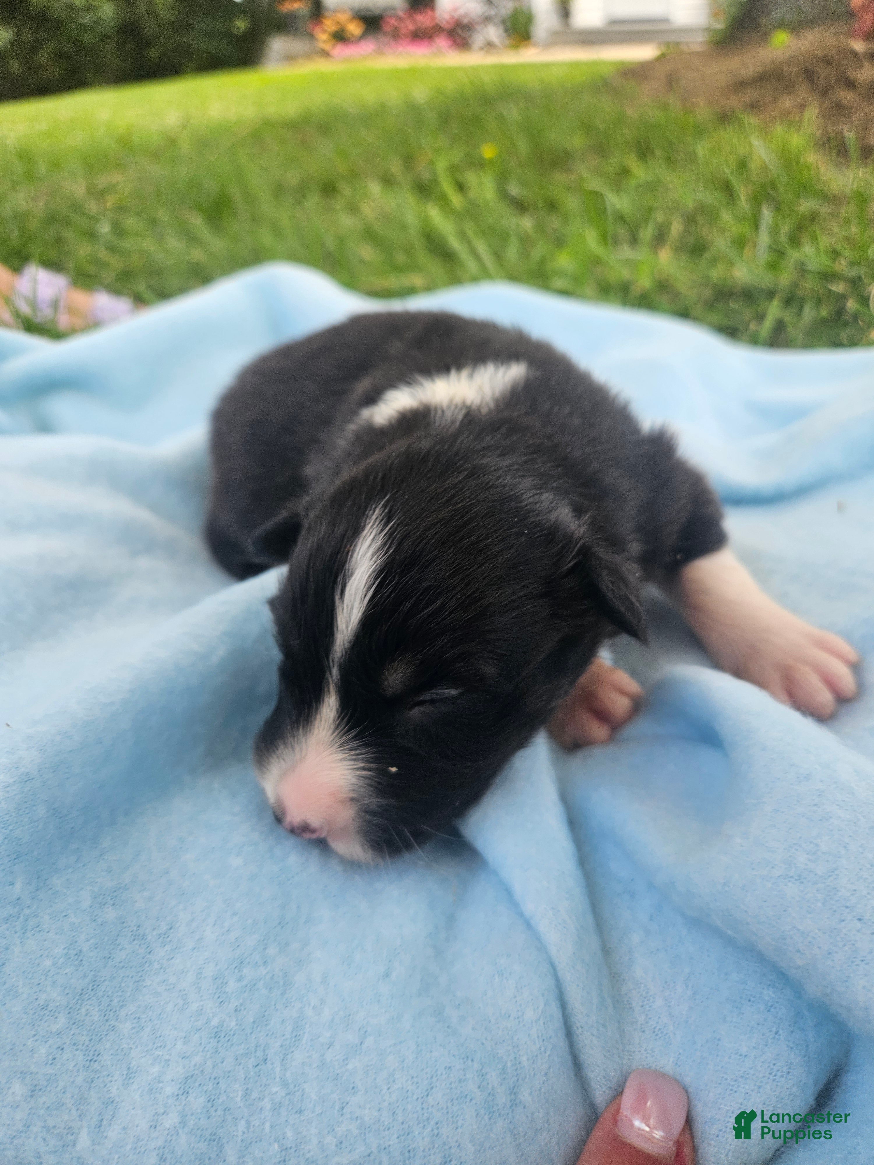Australian Shepherd dogs Ledger - Ad 33