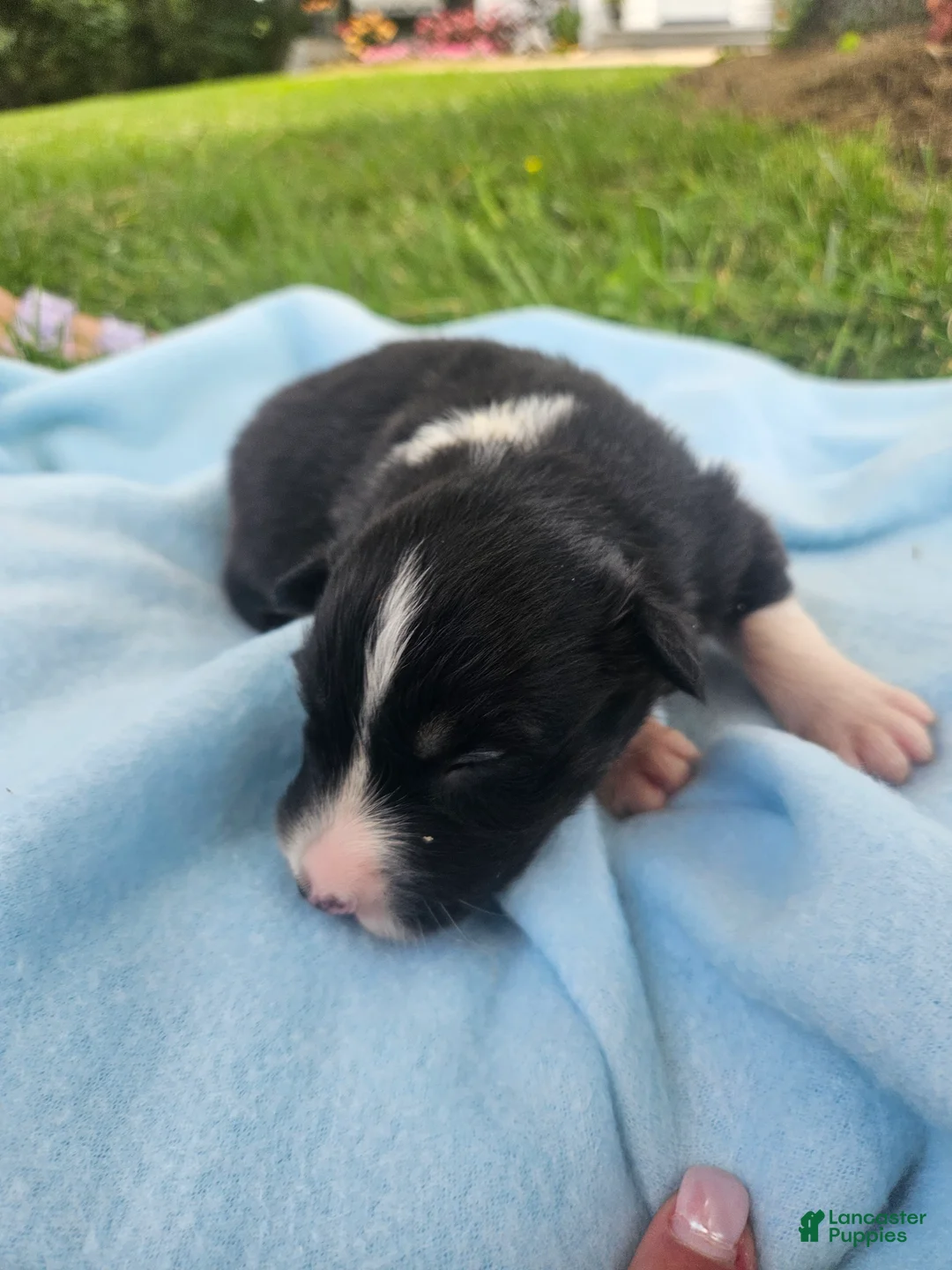 Australian Shepherd dogs for sale: Ledger - Ad 1