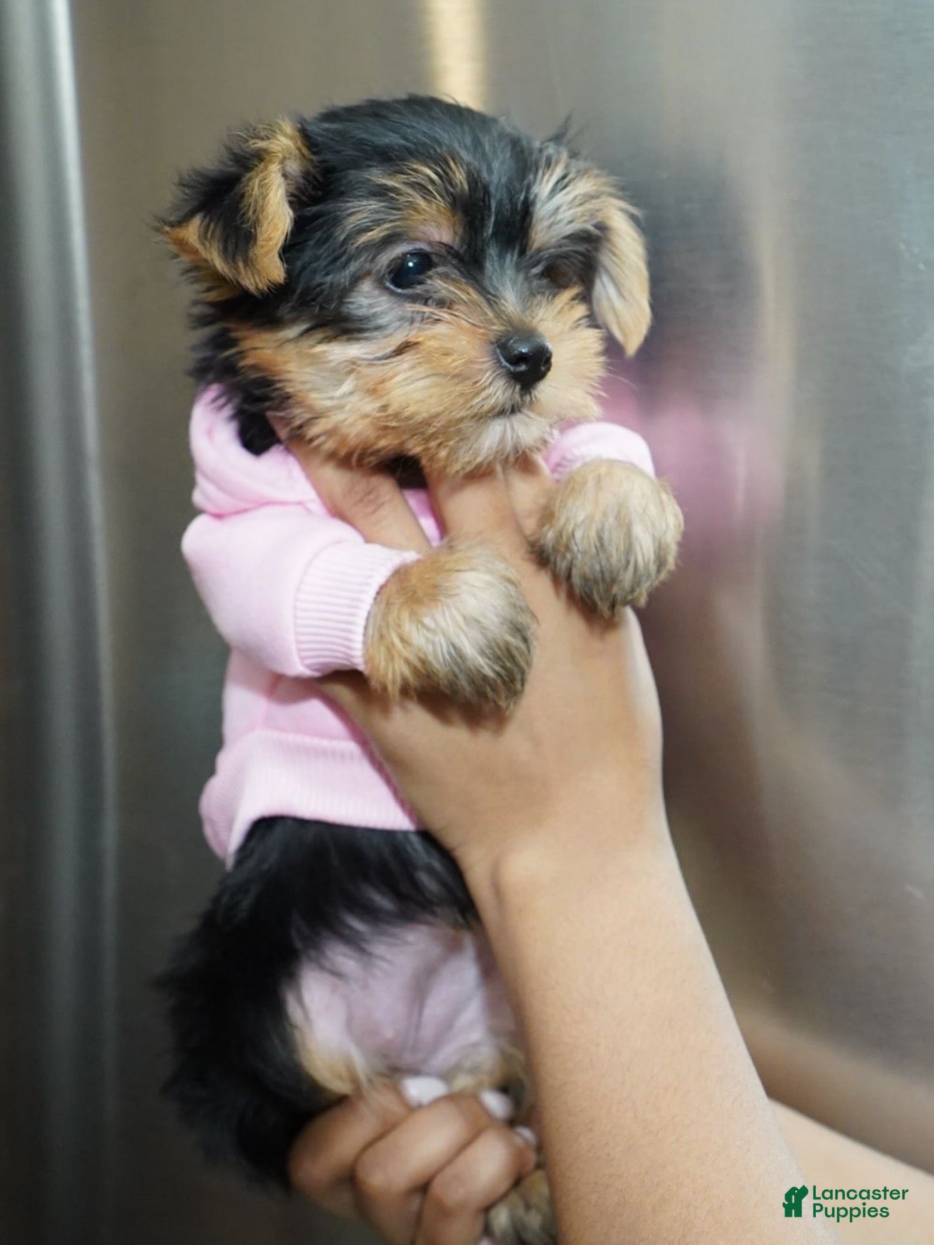 Yorkshire Terrier dogs Snow - Ad 1