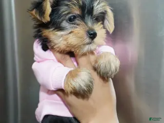Yorkshire Terrier dogs for sale: Snow - Ad 1