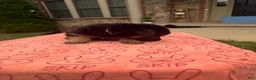 German Shepherd dogs for sale: Princesa  - Ad 3