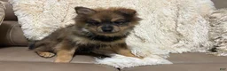 Pomeranian dogs for sale: Pomeranian 4 - Ad 5