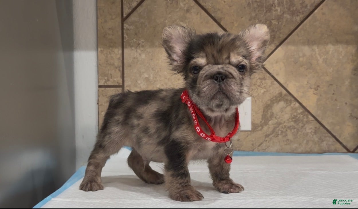 French Bulldog dogs Sonic - Ad 2