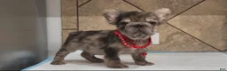 French Bulldog dogs for sale: Sonic - Ad 2