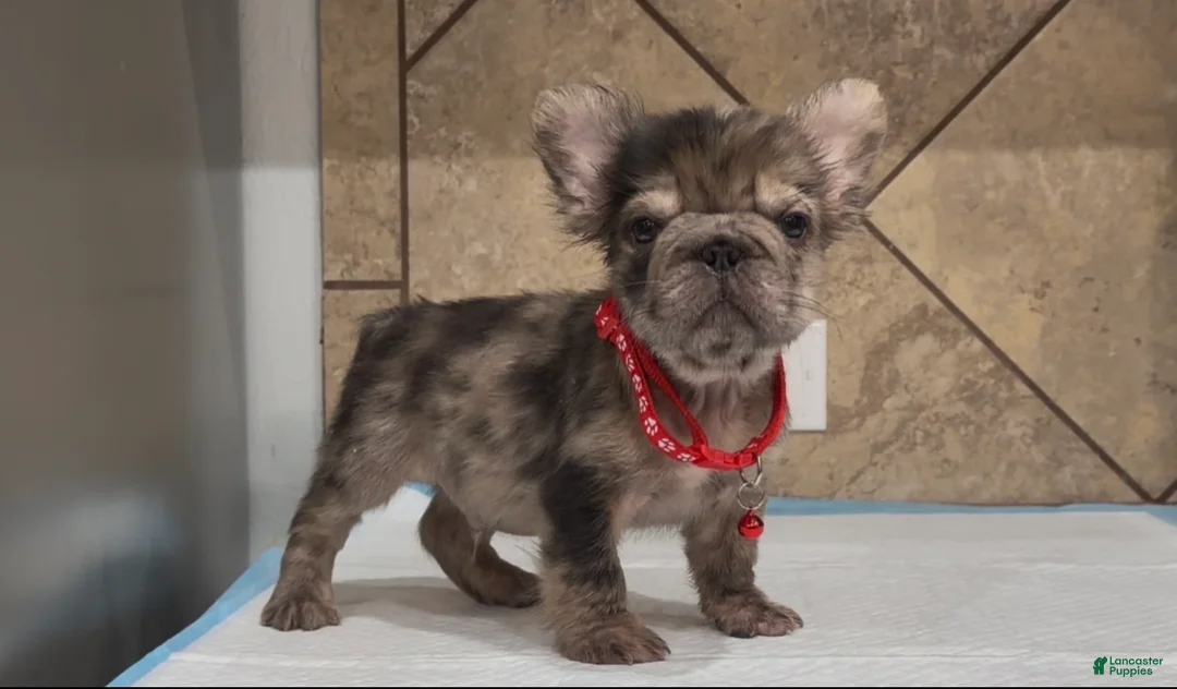 French Bulldog dogs for sale: Sonic - Ad 2