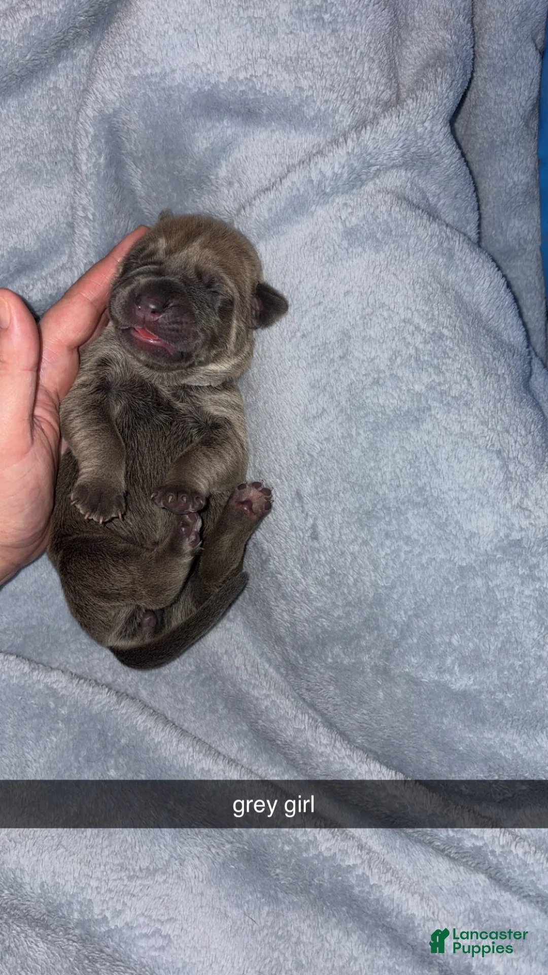 Cane Corso dogs for sale: Cane Corso 6 - Ad 1