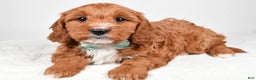 Cavapoo dogs for sale: Austin - Ad 6