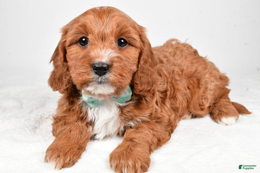 Cavapoo dogs for sale: Austin - Ad 6