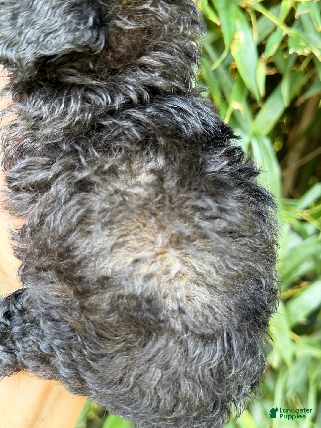 Cockapoo dogs for sale: Cockapoo 2 - Ad 5