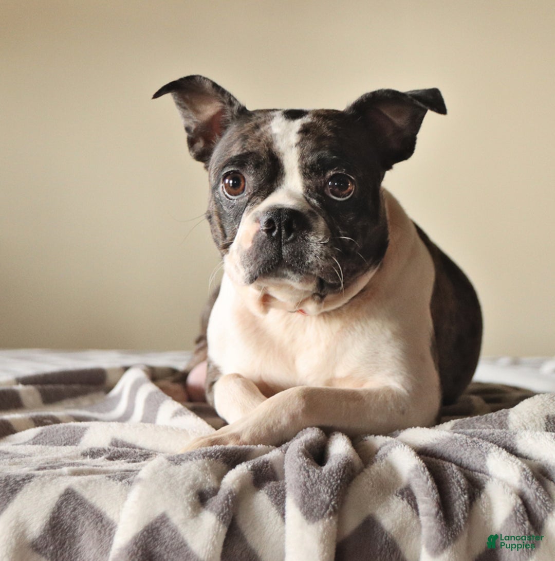 Frenchton dogs for sale: Elsie - Ad 6