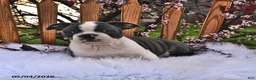 Boston Terrier dogs for sale: Winston - Ad 10