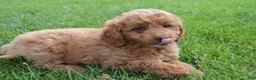 Mini Goldendoodle dogs for sale: Mimi - Ad 2