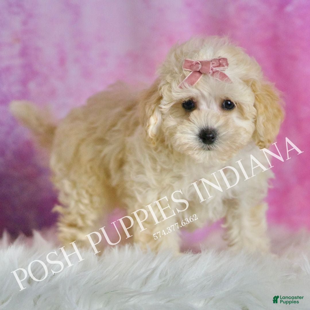 Maltipoo dogs for sale: Tutu - Ad 5