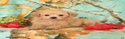 Maltipoo dogs for sale: Tyler - Ad 3