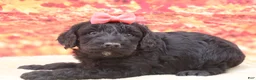 Miniature Poodle dogs for sale: Beauty - Ad 3