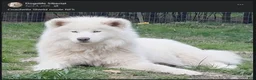 Siberian Husky dogs for sale: Siberian Husky 1 - Ad 4